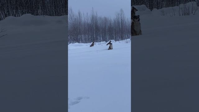 Как правильно воспитывать новобранцев в части когда приходит командир части