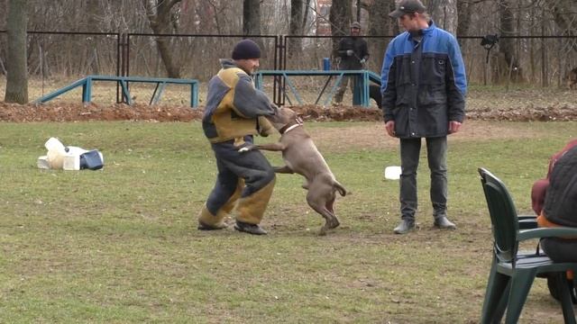 метис