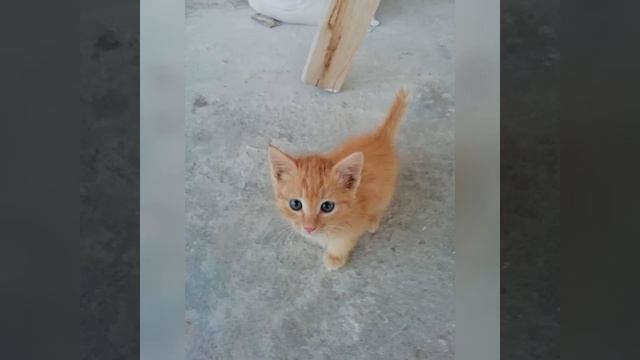 Разговорный ролик. Куда я пропадал, плохие и хорошие новости. Я заболел. Что с котёнком. Всё в виде