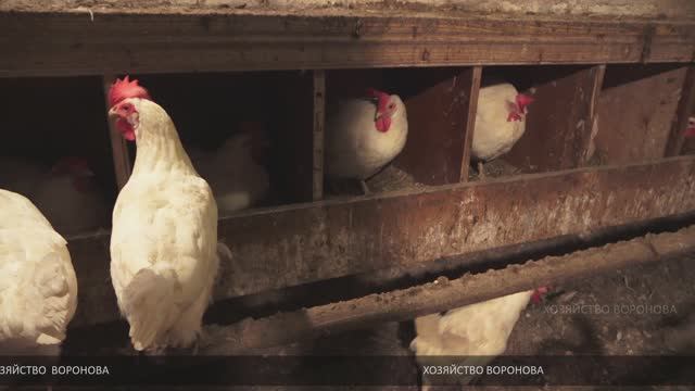 И яйца будешь собирать вёдрами. Несколько советов