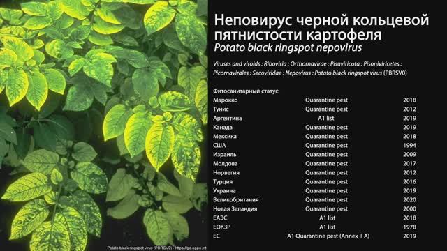 Неповирус черной кольцевой пятнистости картофеля