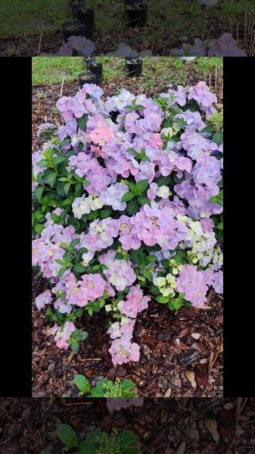 Гортензия Френч Болеро 🌸🌸🌸🌸🌸