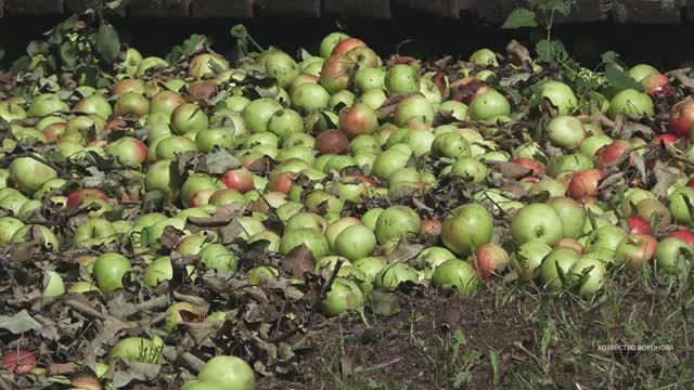 Яблоки выкидываю телегами