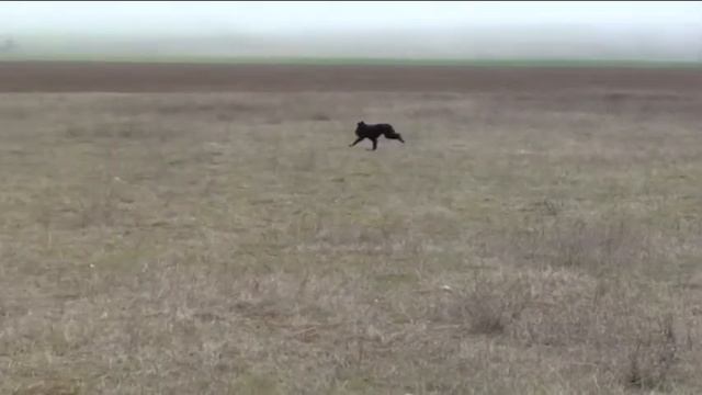 Натаска легавых Тоша