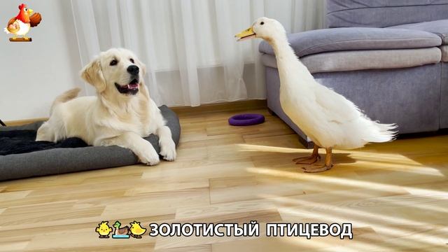 Щенок с цыплятами и утятами 🐤🦆🐶 Золотистый ретривер птицевод ❣️🥰😂 (28)