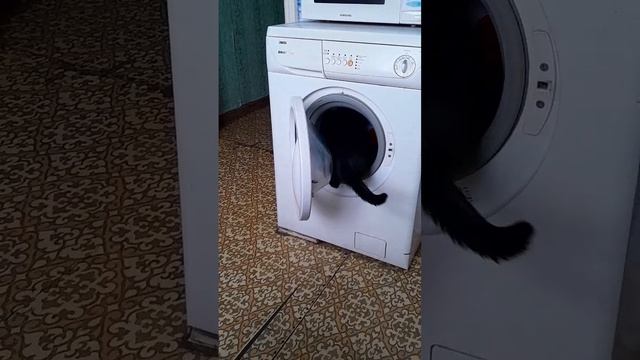29.01.25/кому поспать,кому постирать 🐱🫶🐱😊🤷♀️