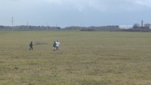 English SETTER MARTA ( 15 months ) Английский сеттер