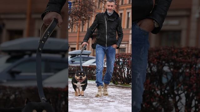 Тедди и его питерский друг