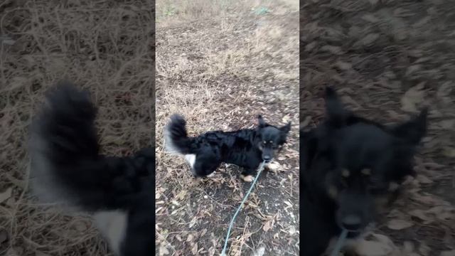 Брать ли собаку из приюта? Видео от 21.11.2024 г.