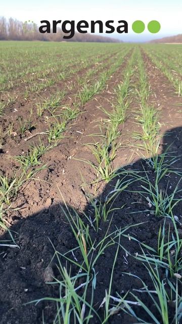 29-01-2025 Продолжаем мониторинг биопротрааителя на озимой пшенице