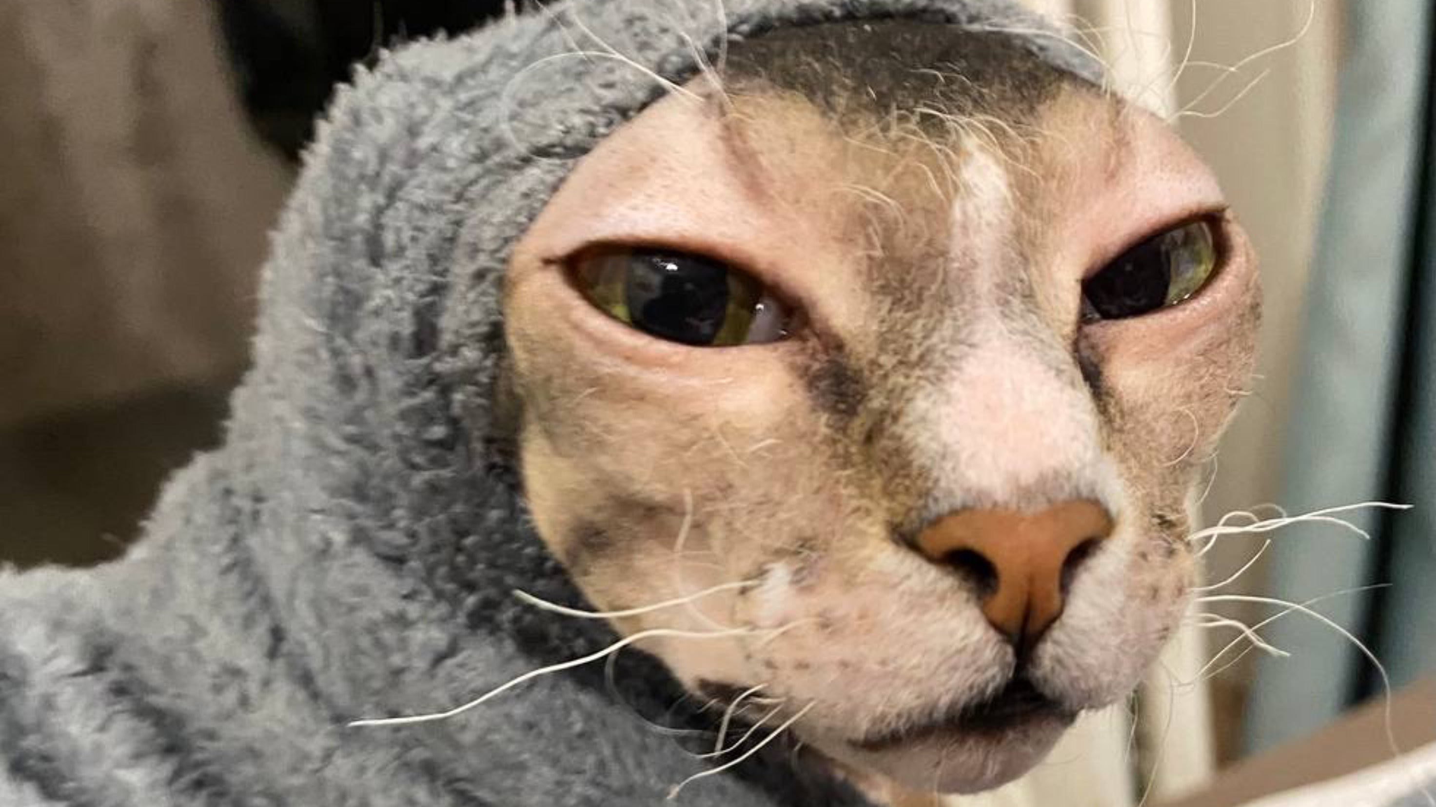 Лысый и Пушистая друзья! Валера покушается на принтер!