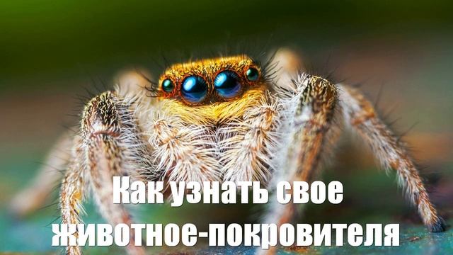 Как узнать свое животное-покровителя раскроет таролог