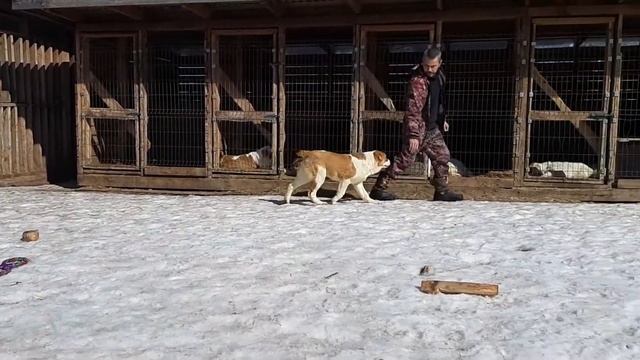ЗУР БАШИ УЛААНА🍒5 мес (Енисей ^ Исландия) ПРОДАЖА ЩЕНКИ АЛАБАЯ +7 937 36 999 03 WatsApp;