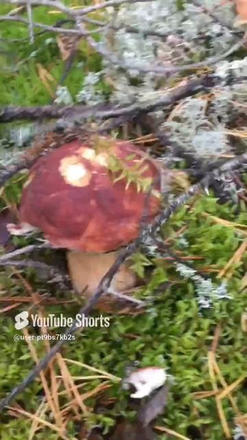Клад можно найти#Treasure can be found #sorts #лес #forest #белые
