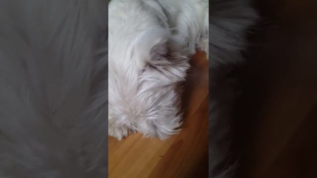 Обед Бакса