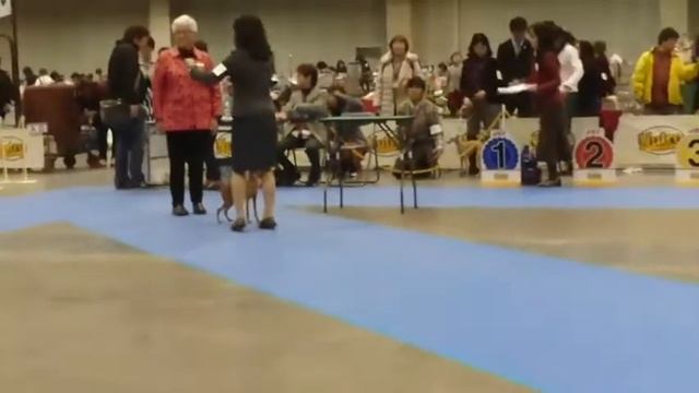 ＦＣＩ神奈川インターナショナルドッグショー（2）