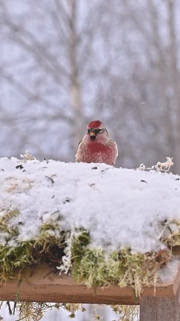 ❄Немножко птичек❄