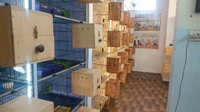 how to start new birds setup for business for new fancier
