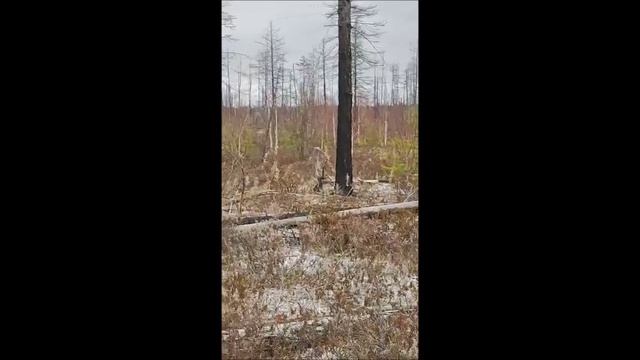 Еле-еле УАЗ нашел в болоте. Но лучше бы и не искал...