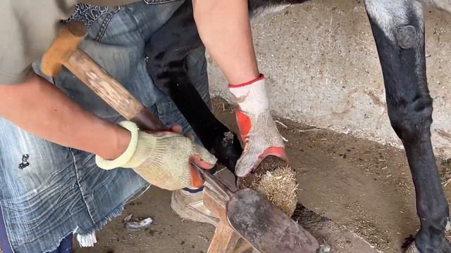 Ah! Donkey hoof rots and oozes black water, treatment丨ASMR丨Donkey hoof cutting sound