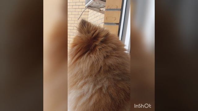 Кнопик