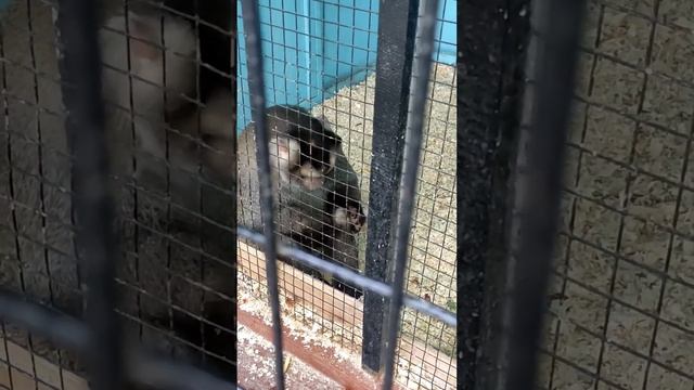 Смешная обезьяна🙈🙉🙊 Биологический центр г.Семей