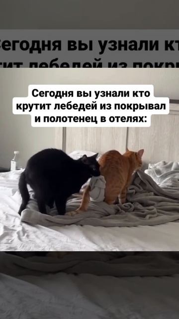 Кто крутит лебедей на кровати? Да вот кто!!!.mp4