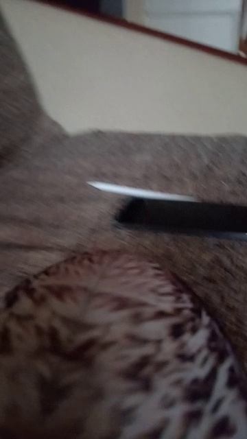 1 часть как хренобус ищет пельмень