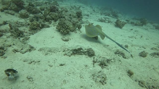 Богатый подводный мир Красного моря.