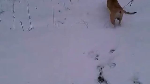 Лабрадорчик и КА ДЕ БО на прогулке