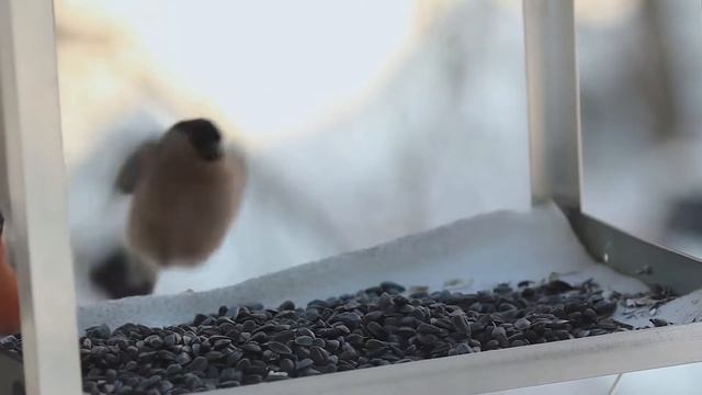 Снегири и Синицы у кормушки