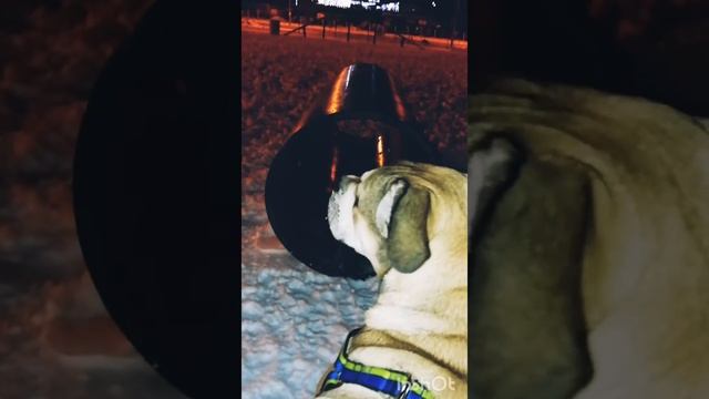 Щенок кадебо и туннель