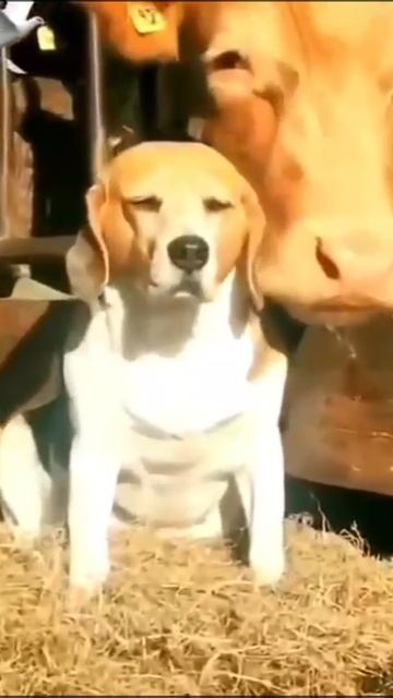 МИЛОТА