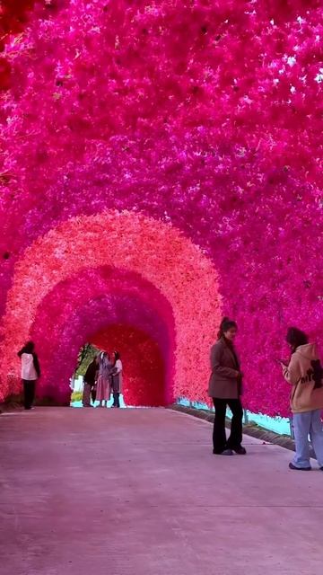 🌸 Яркий туннель бугенвиллеи в городе Цюйцзин