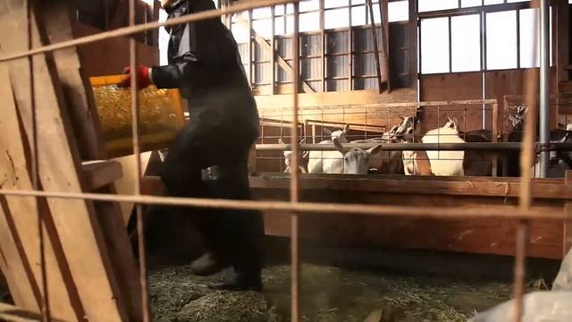 Я---мормон, знавець, як робити сир і батько.