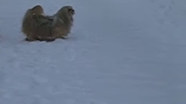 Бактриа, Буба