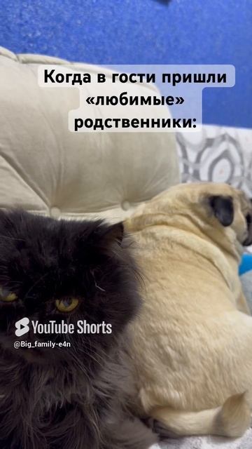 Ох уж эти родственички 😂😂😂❤️🐾