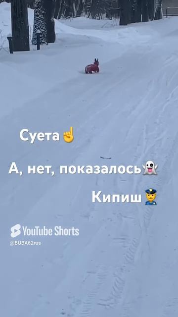 #izi#джекрасселтерьер