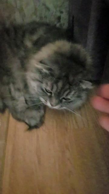 Соня моя киса