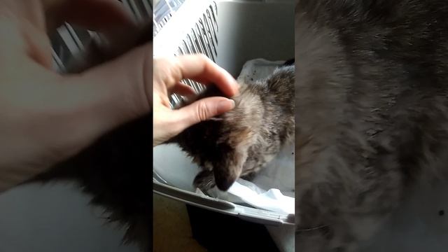 Рем нужна помощь. помогите купить лекарство