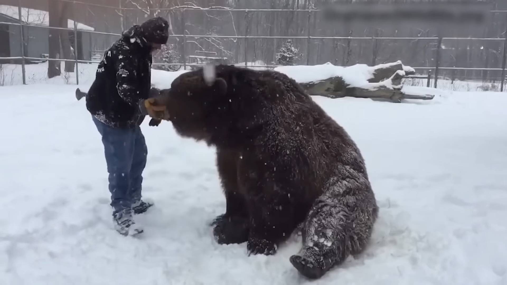💖 30 минут ОЧАРОВАТЕЛЬНЫХ животных 🐻  Смешные и забавные видео с животными