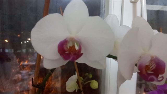 КРАСОТА НА ПОДАКОННИКЕ