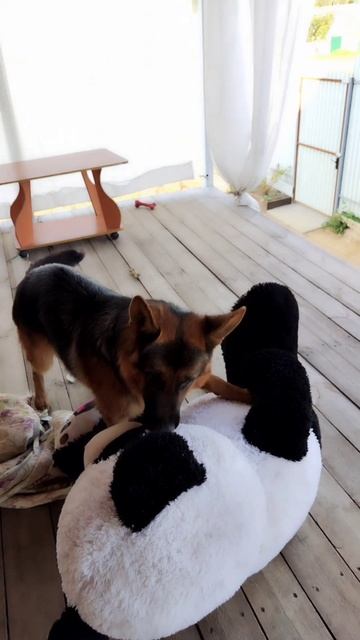 Какие породы-такие и игрушки 🤣