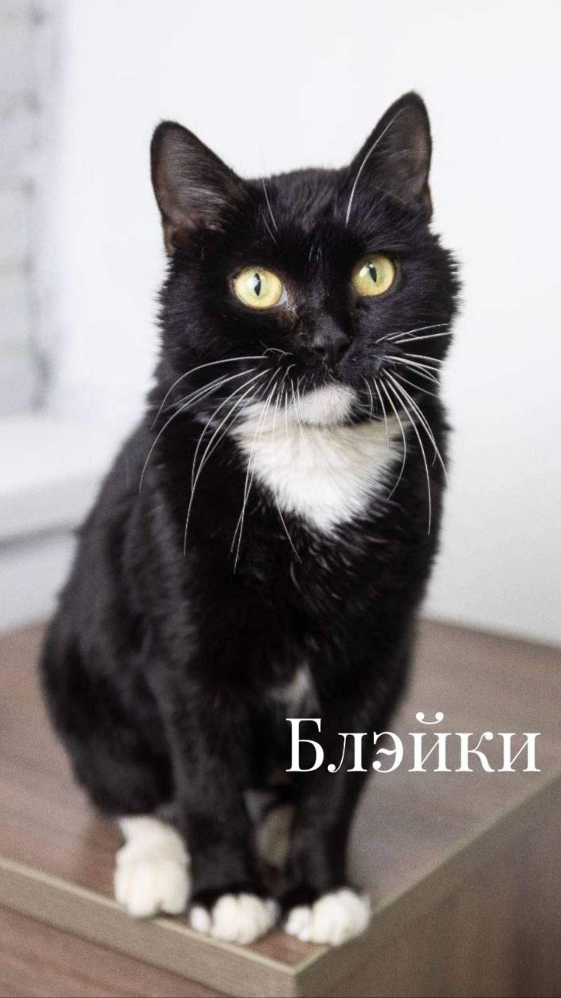 Кошка бесплатно в Москве