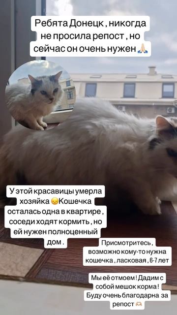 Одинокая кошечка