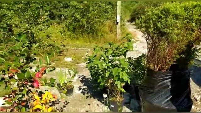 Заказали крупномеры на участок | Сначала не знали как довезти, потом, как донести