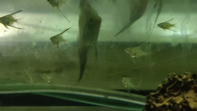 Była ikra Pterophyllum scalare Rio Nanay ( "Peru altum" ) 17 stycznia, teraz są już młode skalarki.