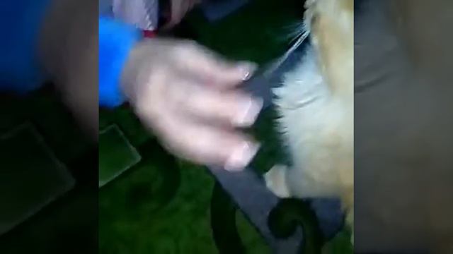 Кот напился валерьянки