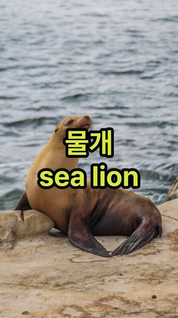동물 2 |  Animal (Chapter 14)  #learnkorean #advancedKorean #koreanstudies #ttkbooks