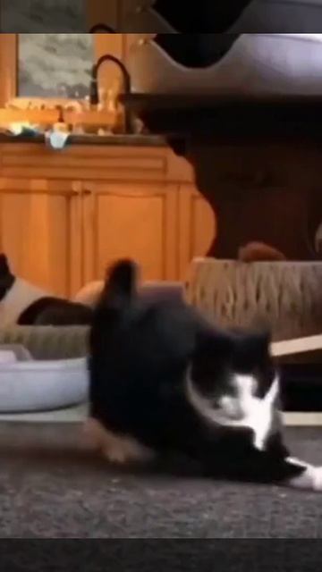 Бесоёбство котов))